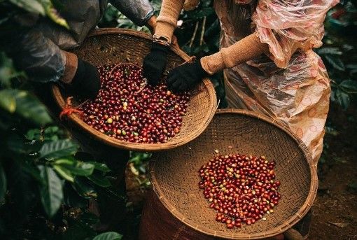 cách chọn nguyên liệu pha chế